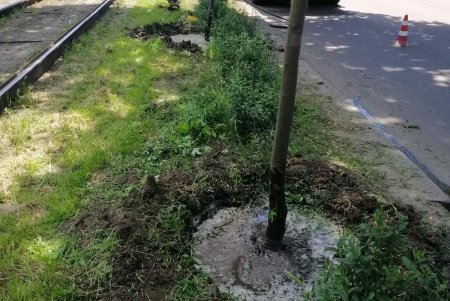 Озеленители ежедневно благоустраивают парки и скверы, высаживают в городе летние цветы (фото)