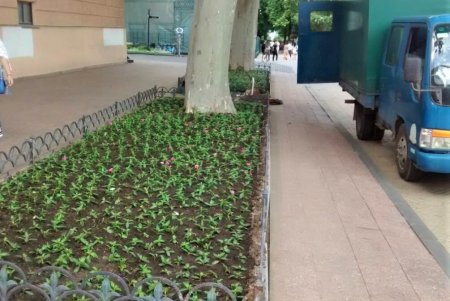 Озеленители ежедневно благоустраивают парки и скверы, высаживают в городе летние цветы (фото)