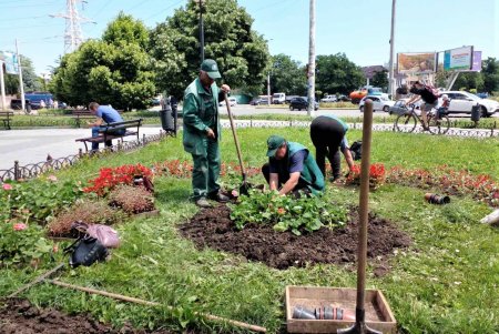 Озеленители ежедневно благоустраивают парки и скверы, высаживают в городе летние цветы (фото)