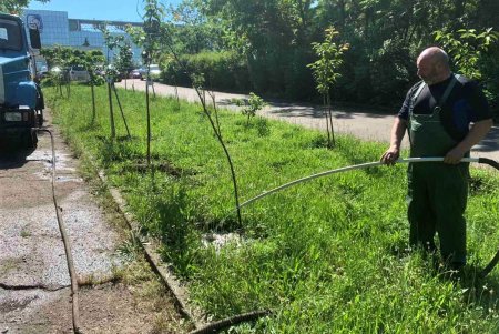 Озеленители ежедневно благоустраивают парки и скверы, высаживают в городе летние цветы (фото)