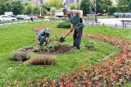 Озеленители ежедневно благоустраивают парки и скверы, высаживают в городе летние цветы (фото)