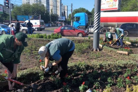 Озеленители ежедневно благоустраивают парки и скверы, высаживают в городе летние цветы (фото)