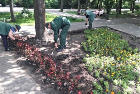 Озеленители ежедневно благоустраивают парки и скверы, высаживают в городе летние цветы (фото)