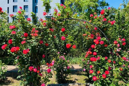 «Розовая сказка» начинается в ботаническом саду (фото)