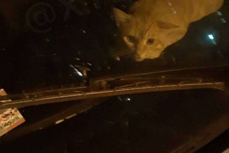 В Аркадии спасли кота, которого оставили на сутки в закрытой машине (фото) 