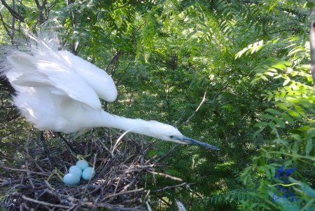 В нацпарке «Тузловские лиманы» запечатлели «пернатых гвардейцев» (фото)