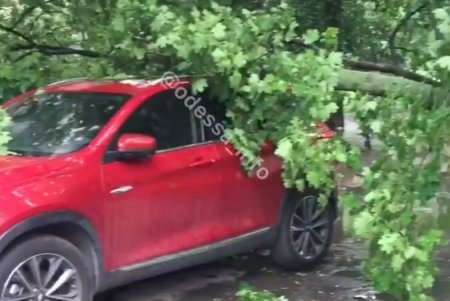 Сильный ветер повалил около десяти деревьев на поселке Котовского 