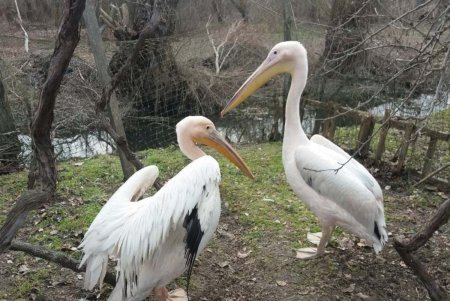 Известный одесский комик снимается в болгарском кино в Вилково (фото)