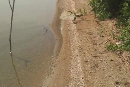 Берег Хаджибейского лимана усеян мертвыми креветками (фото)