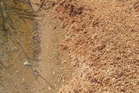 Берег Хаджибейского лимана усеян мертвыми креветками (фото)