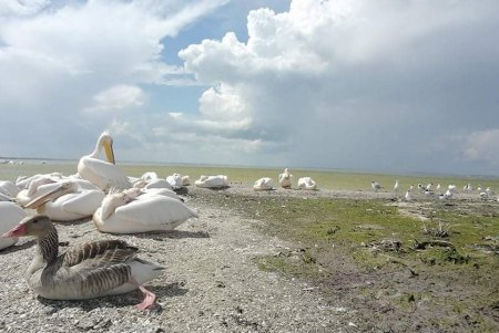 Гусь Одиссей, которого выходили в нацпарке «Тузловские лиманы», уже на воле и подружился с пеликанами