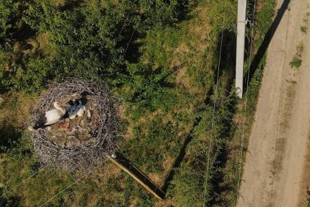 Раненый аист из села Троицкое после лечения в зоопарке отлично себя чувствует и кормит семью (фото)