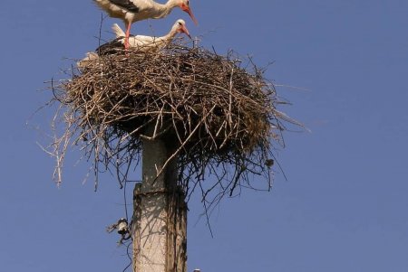 Раненый аист из села Троицкое после лечения в зоопарке отлично себя чувствует и кормит семью (фото)