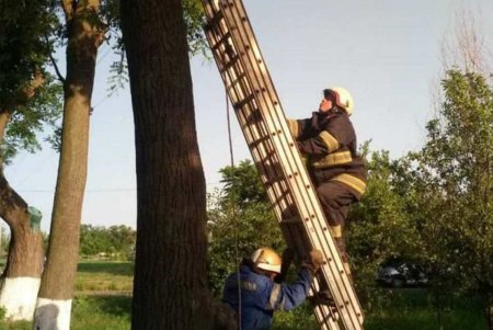 В Измаиле спасатели сняли котенка с дерева (фото)