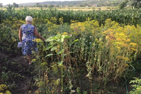 Мини-плантация снотворного мака, скрытая среди кукурузы, обнаружена на границе с Молдовой (фото)