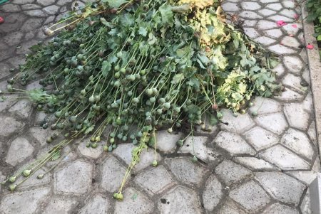 Мини-плантация снотворного мака, скрытая среди кукурузы, обнаружена на границе с Молдовой (фото)