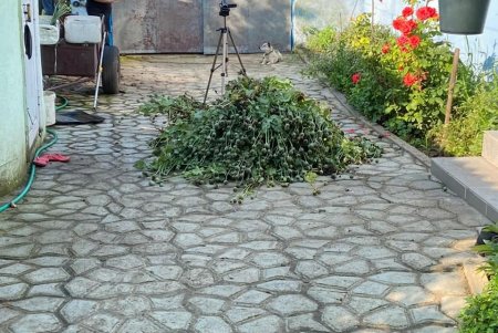 Мини-плантация снотворного мака, скрытая среди кукурузы, обнаружена на границе с Молдовой (фото)