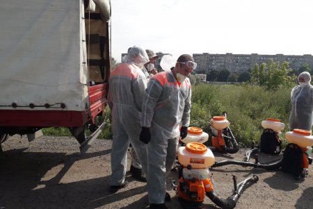 Борьба одесских коммунальщиков с амброзией принесла результаты