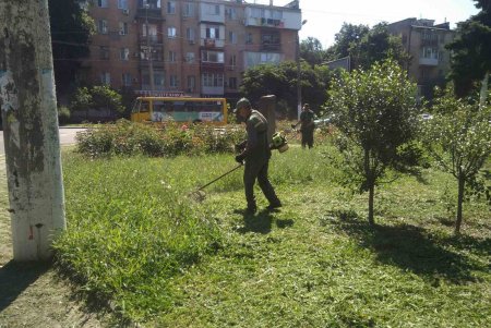 Одесситов просят сообщать о местах массового произрастания амброзии по телефону или отмечать их на онлайн-карте 