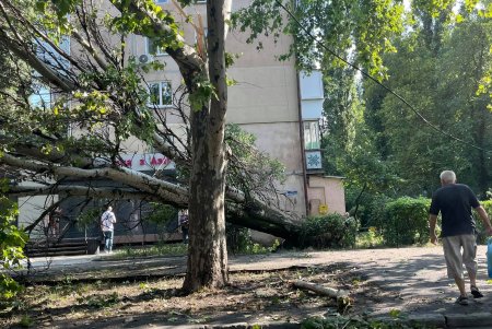 По состоянию на 10:00 в Одессе насчитали более 60 поваленных деревьев, 30 из них уже убрали (фото)