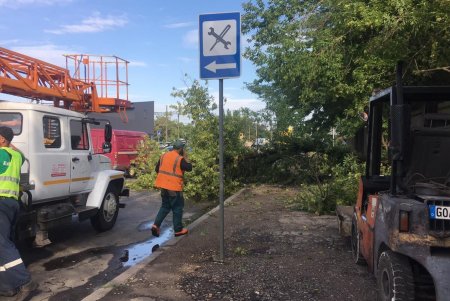 По состоянию на 10:00 в Одессе насчитали более 60 поваленных деревьев, 30 из них уже убрали (фото)