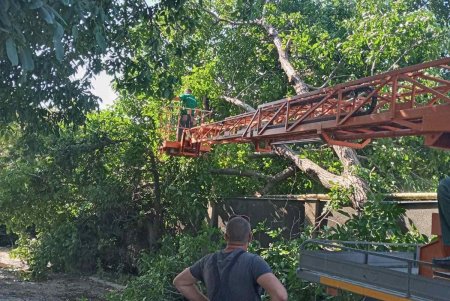 Коммунальщики зафиксировали уже почти сто поваленных стихией деревьев и убрали 55 из них (фото)