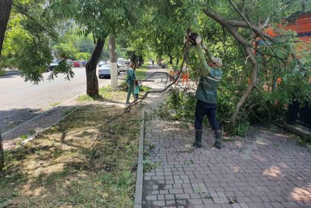Коммунальщики зафиксировали уже почти сто поваленных стихией деревьев и убрали 55 из них (фото)