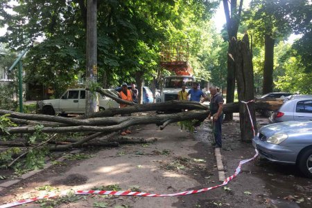 Сильнейший шторм повалил более сотни деревьев в Одессе: 70 из них коммунальщики уже убрали (фото)