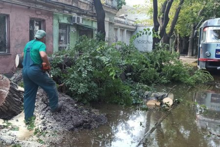 Сильнейший шторм повалил более сотни деревьев в Одессе: 70 из них коммунальщики уже убрали (фото)