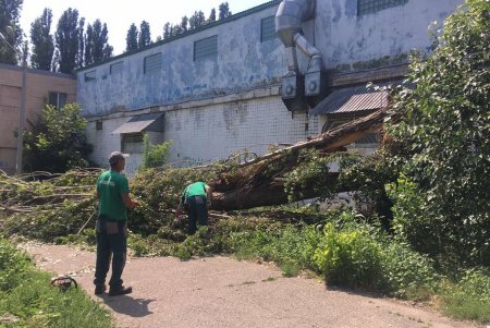 Коммунальщики убрали почти все поваленные стихией деревья, а в Горсаду починили скамейки и отмыли плитку (фото)