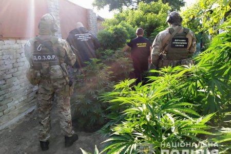 В Измаильском районе нашли плантации наркосодержащих растений на пол миллиона долларов (фото, видео) 
