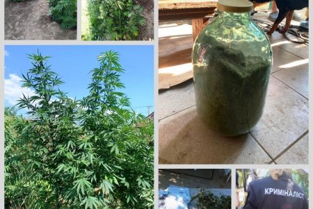 В Измаильском районе нашли плантации наркосодержащих растений на пол миллиона долларов (фото, видео) 