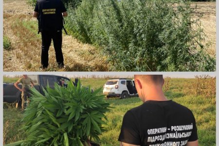 В Измаильском районе нашли плантации наркосодержащих растений на пол миллиона долларов (фото, видео) 