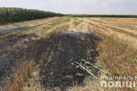 В Подольском районе огнем уничтожено 13 гектаров полей: правоохранители подозревают поджог (фото)