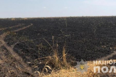 В Подольском районе огнем уничтожено 13 гектаров полей: правоохранители подозревают поджог (фото)