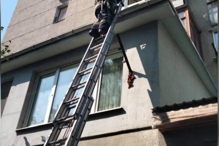 В Одессе спасали упавшую с шестого на второй этаж собаку, а в Подольске кот застрял в бетонной глыбе (фото)