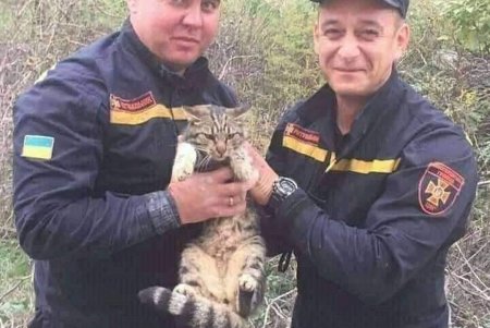 В Одессе спасали упавшую с шестого на второй этаж собаку, а в Подольске кот застрял в бетонной глыбе (фото)