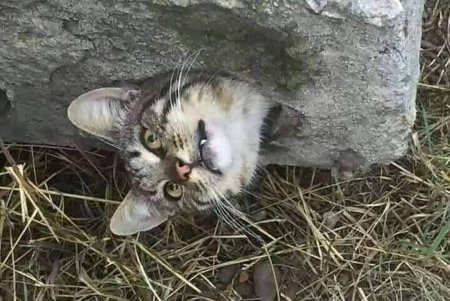 В Одессе спасали упавшую с шестого на второй этаж собаку, а в Подольске кот застрял в бетонной глыбе (фото)