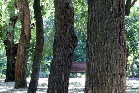 Все зеленые насаждения Одессы паспортизуют (фоторепортаж)
