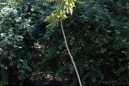 Все зеленые насаждения Одессы паспортизуют (фоторепортаж)