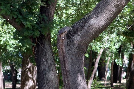 Все зеленые насаждения Одессы паспортизуют (фоторепортаж)