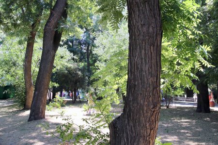 Все зеленые насаждения Одессы паспортизуют (фоторепортаж)