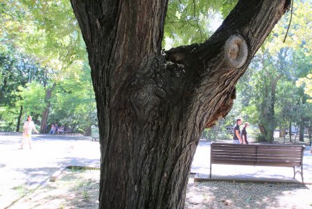 Все зеленые насаждения Одессы паспортизуют (фоторепортаж)