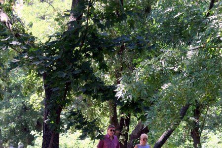 Все зеленые насаждения Одессы паспортизуют (фоторепортаж)