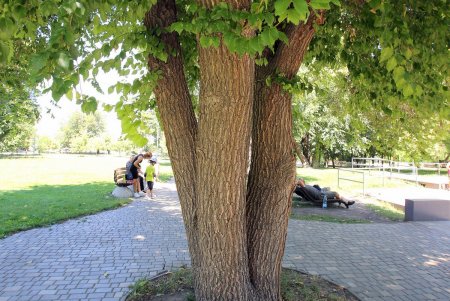Все зеленые насаждения Одессы паспортизуют (фоторепортаж)