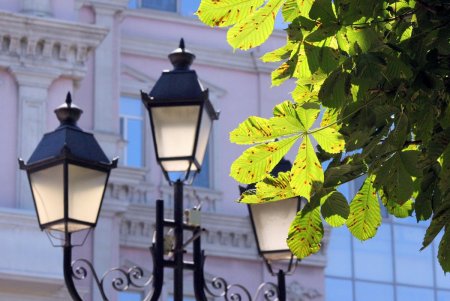 Все зеленые насаждения Одессы паспортизуют (фоторепортаж)