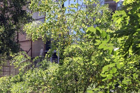 Все зеленые насаждения Одессы паспортизуют (фоторепортаж)