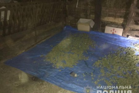 В Болградском районе в частных домовладениях обнаружены целые плантации наркосодержащих растений (фото, видео)