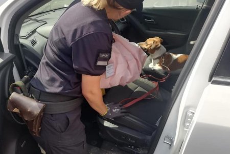 Одесские пограничники обнаружили 250 патронов и пакет с марихуаной в битых авто из США