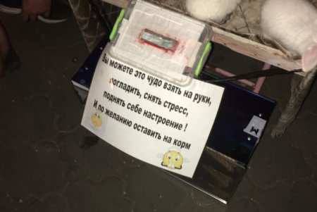 В центре города у недобросовестных хозяев зоозащитники забрали кроликов и хомяков, передав их в зоопарк (фото)